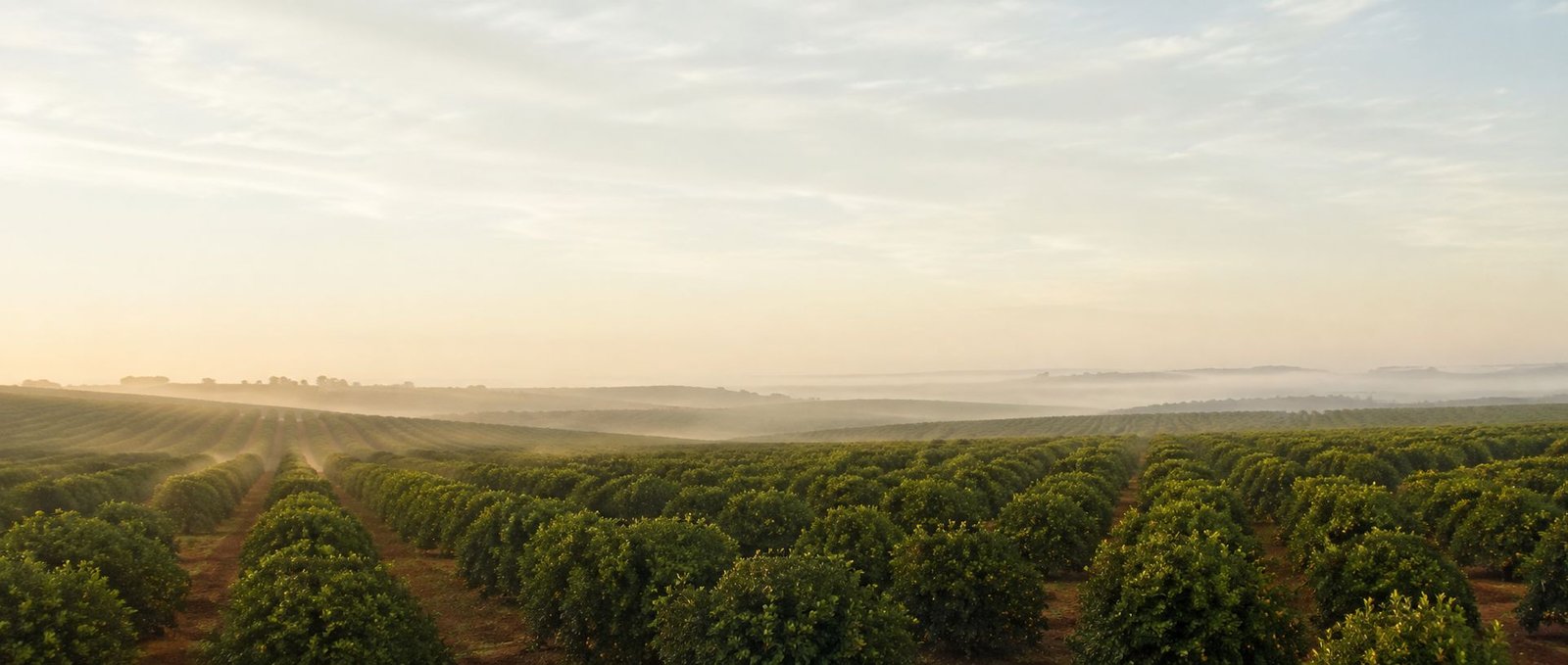 Plantação na região citrícola de Bebedouro, São Paulo